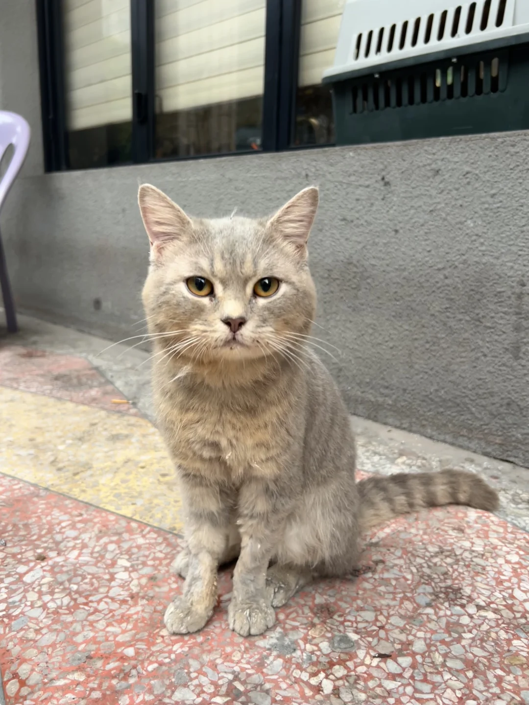 北流哪里有收养猫的