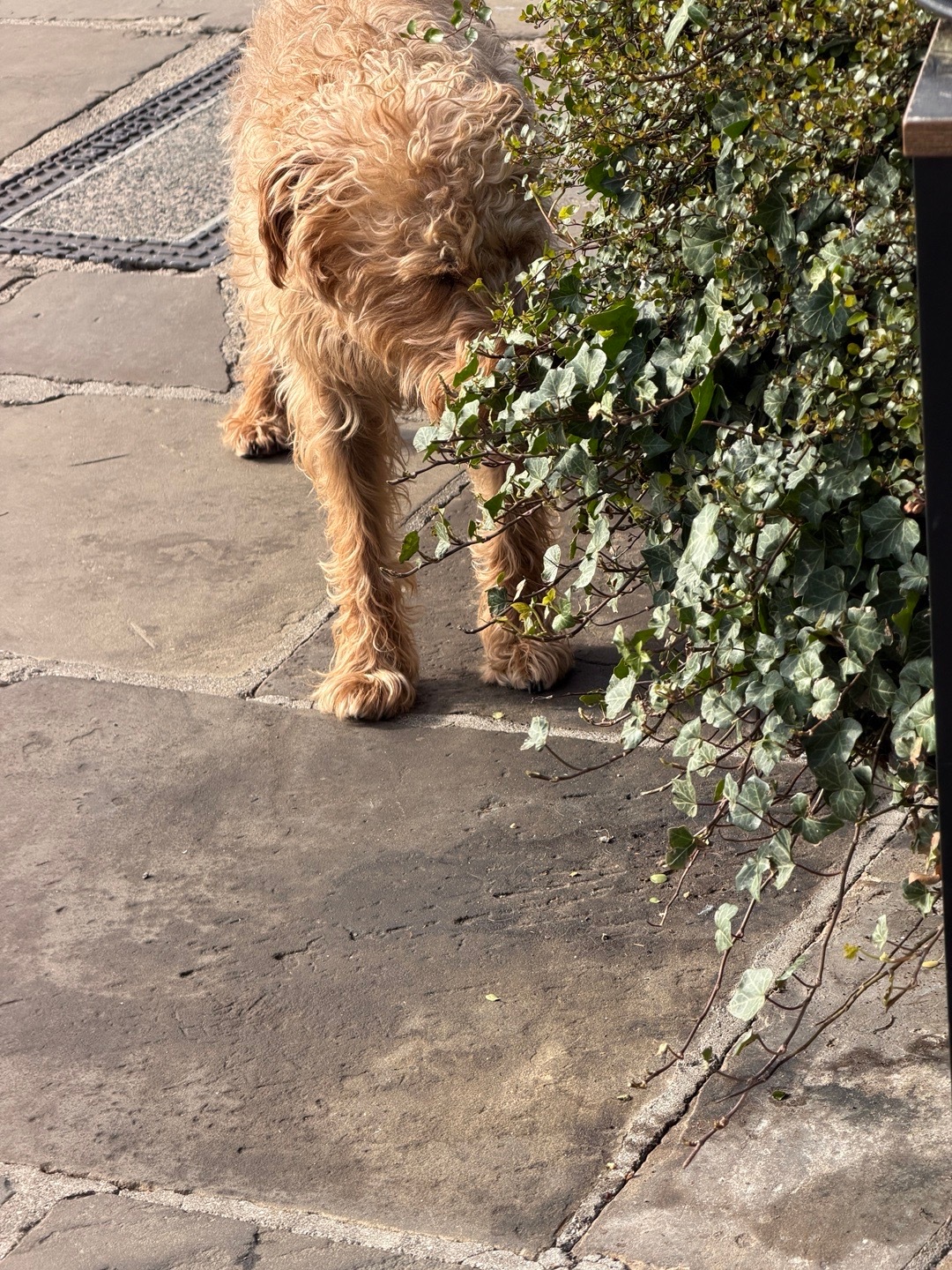 刚遇到了Matt Smith，不过不合影 给大家看看他的狗吧 