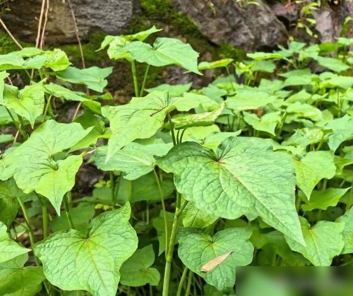 江苏溧阳前不久发生了一件让人惊出一身冷汗的趣事。

4月下旬当地村民在溪边发现一