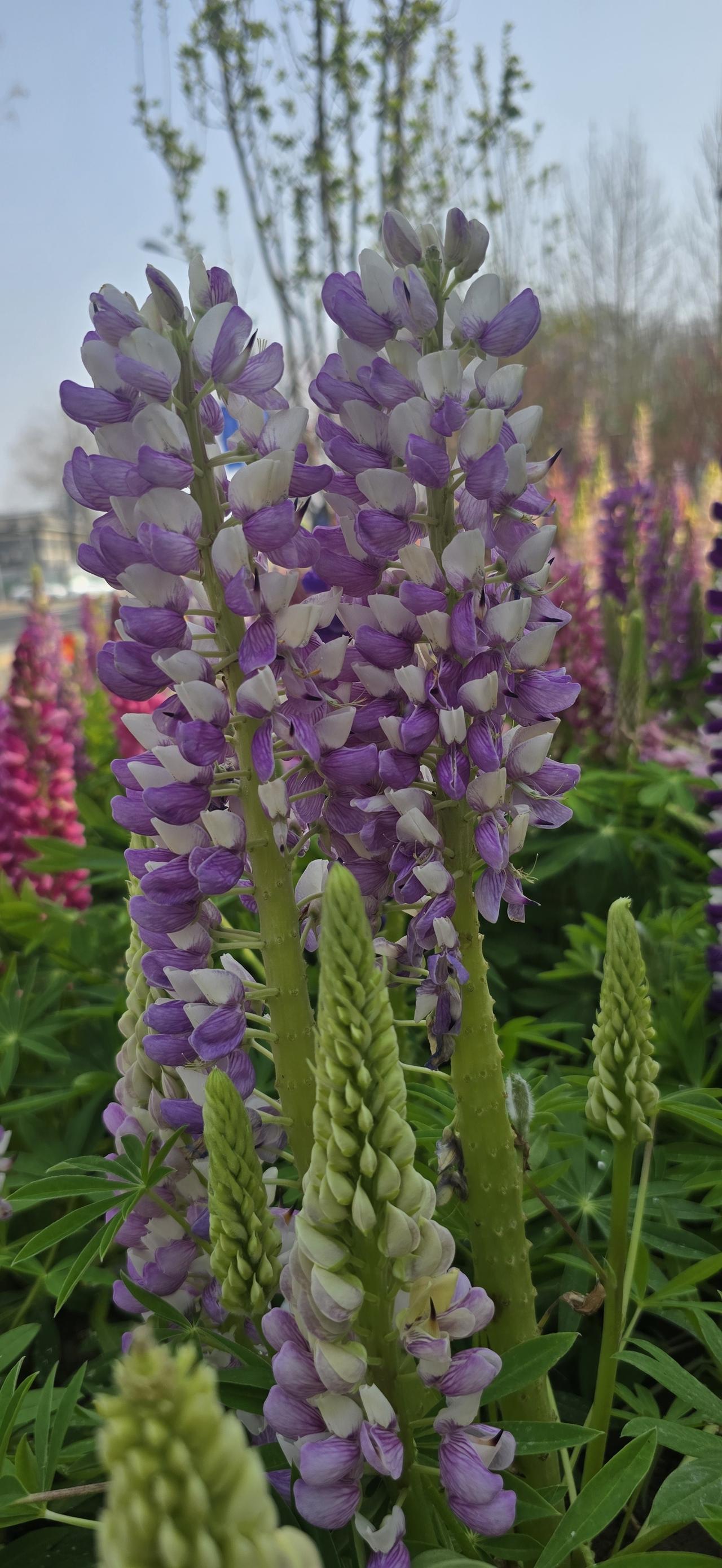 不得不说，很多人来头条是奔着赚钱来的，想着挣点柴米油盐钱；很少有人纯粹为了爱好文