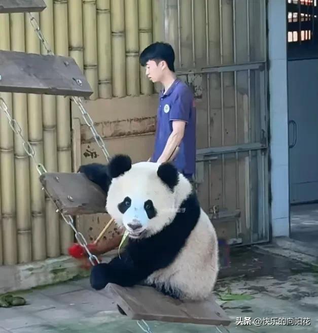 小月亮和苗苗奶爸相处得越来越默契，感情越来越好了！[赞]
   它看到苗苗奶爸在