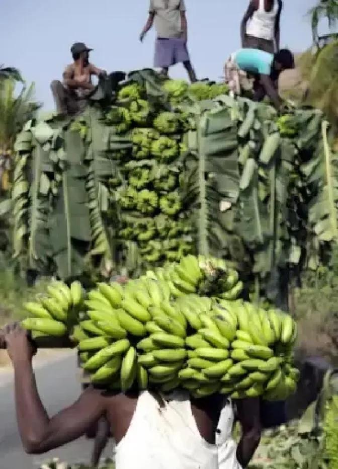 中方暂停进口菲律宾香蕉后，当地30万蕉农生计断裂，港口仓库堆满香蕉，日晒后腐烂变