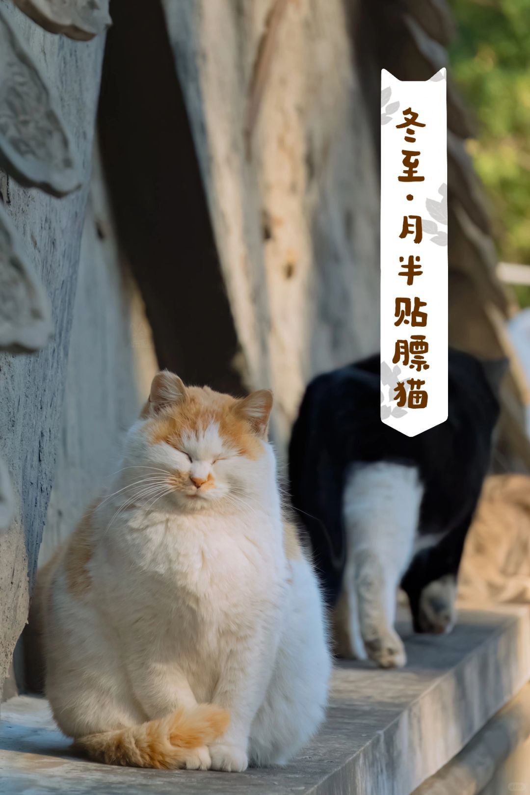冬至应景｜我拍过的那些小猪猫