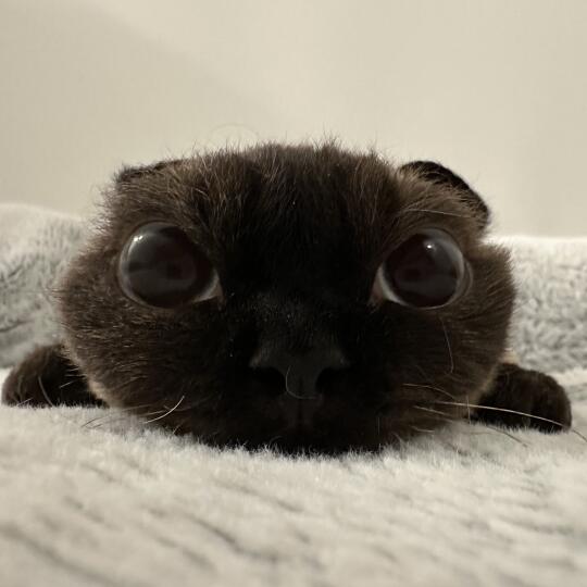 扁头猫趴趴头像合集