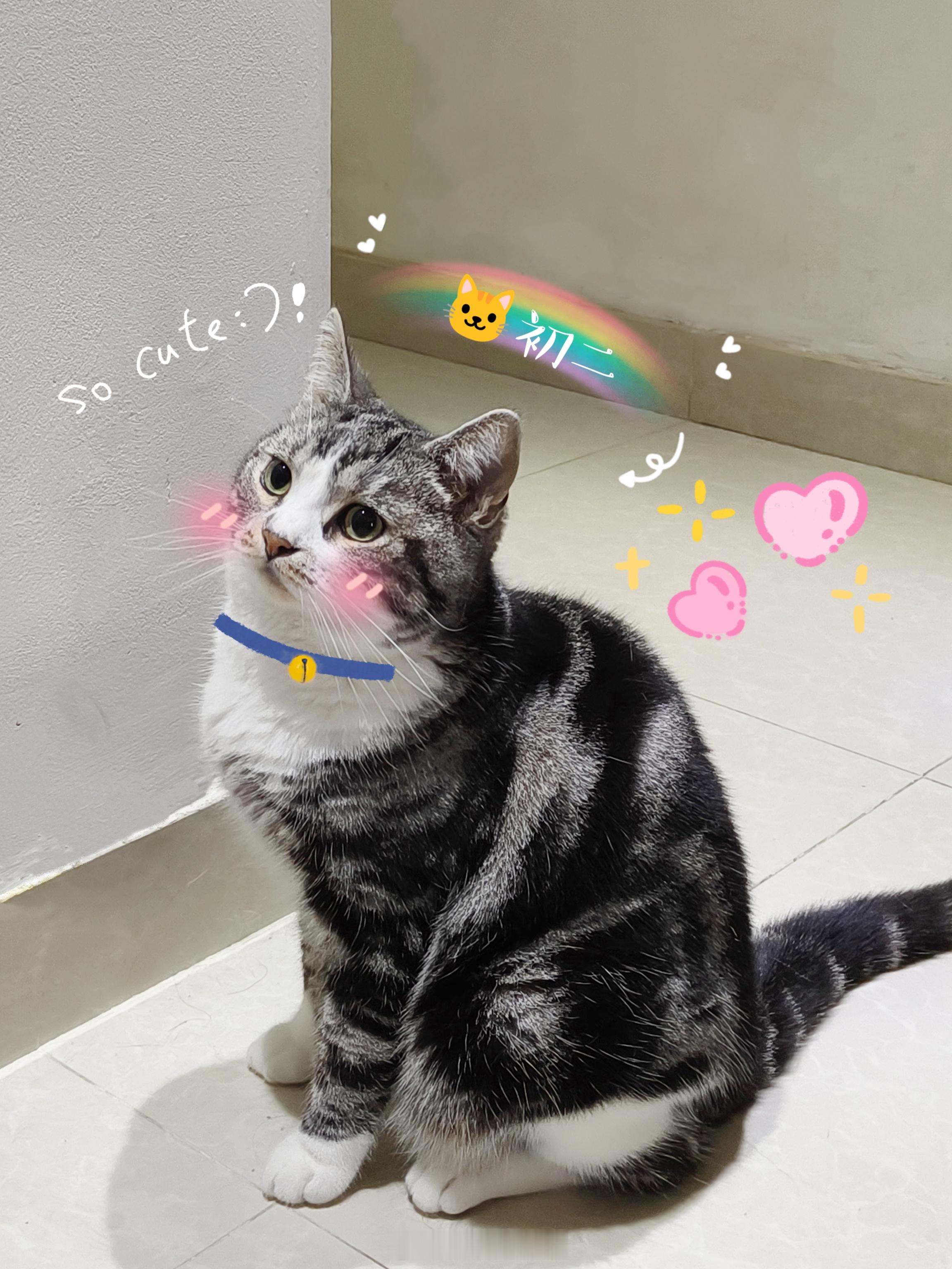 每日萌宠打卡萌宠是我家的肥嘟嘟小猫咪“初二”呀