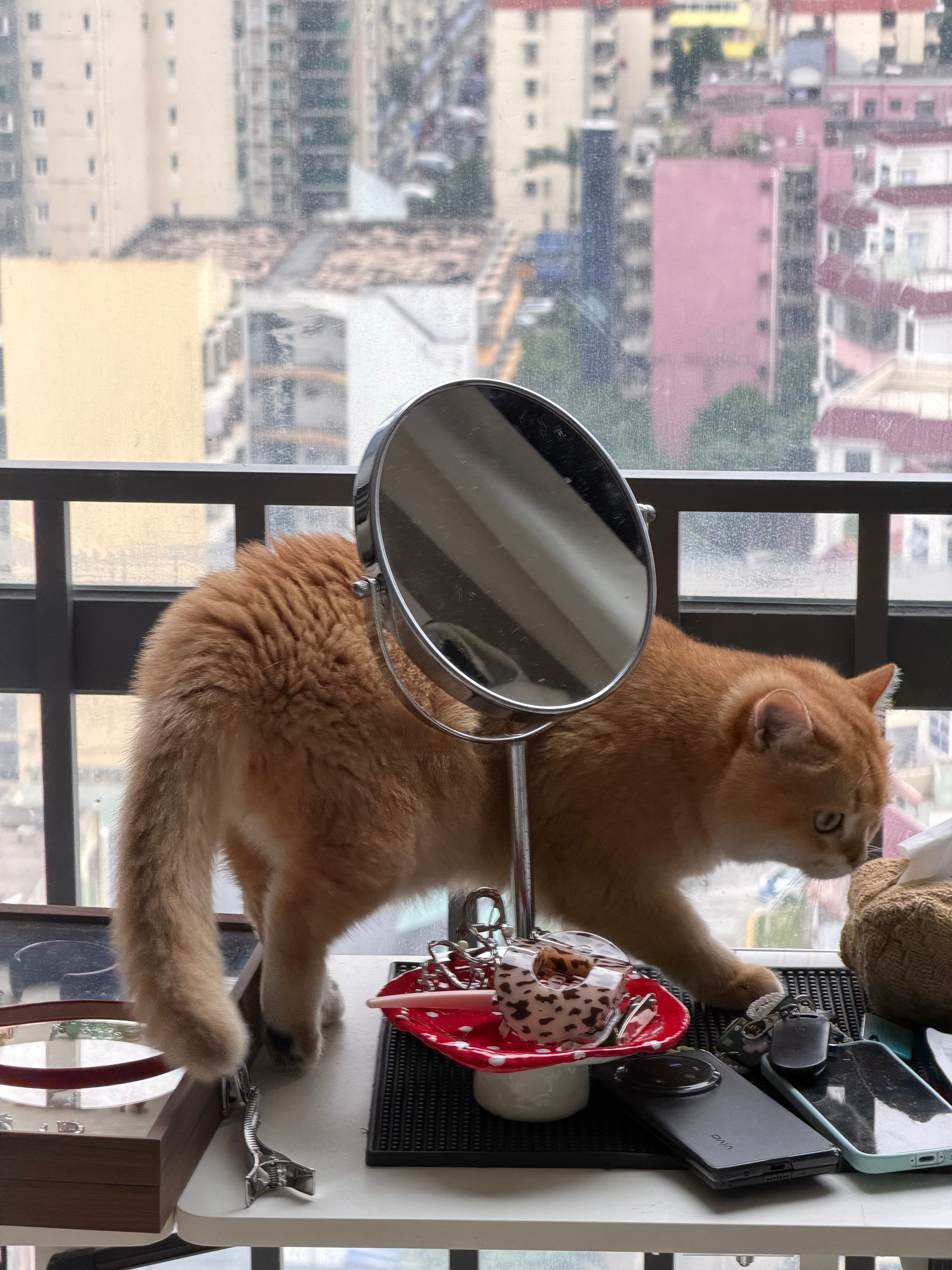 被猫猫叫醒的一天，深圳又降温咯，一下子到了穿大衣的天气，想冬眠了😴 ​​​