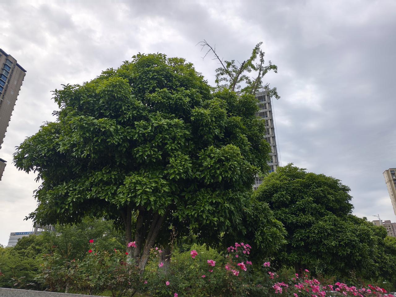杭州是懂浪漫的城市，不得不为杭州的创意点赞，让蔷薇花也有了鲜活的生命力与趣味感。