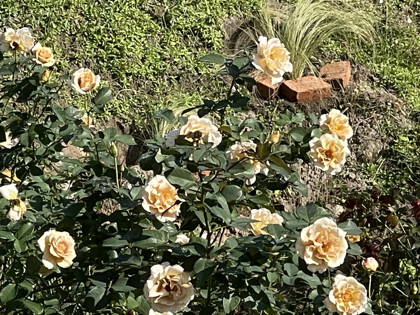 河本折扇