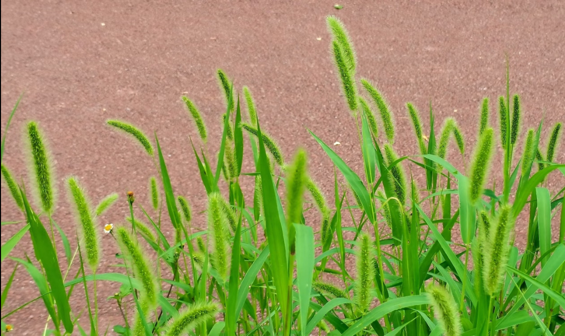 狗尾巴草壁纸ACG次元大赏我的2025年终总结壁纸