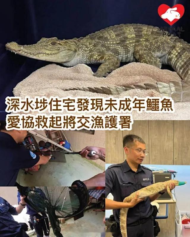 要爱护动物 「九龍深水埗住宅發現鱷魚..腳部疑受傷由香港爱护动物协会 救起將交香