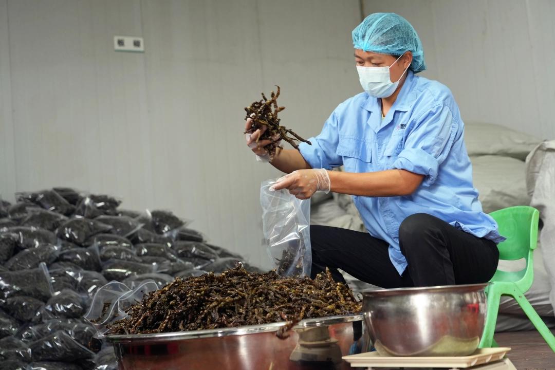 选种育苗、种植管护、收购加工｜辣椒产业链在这个村完美闭合