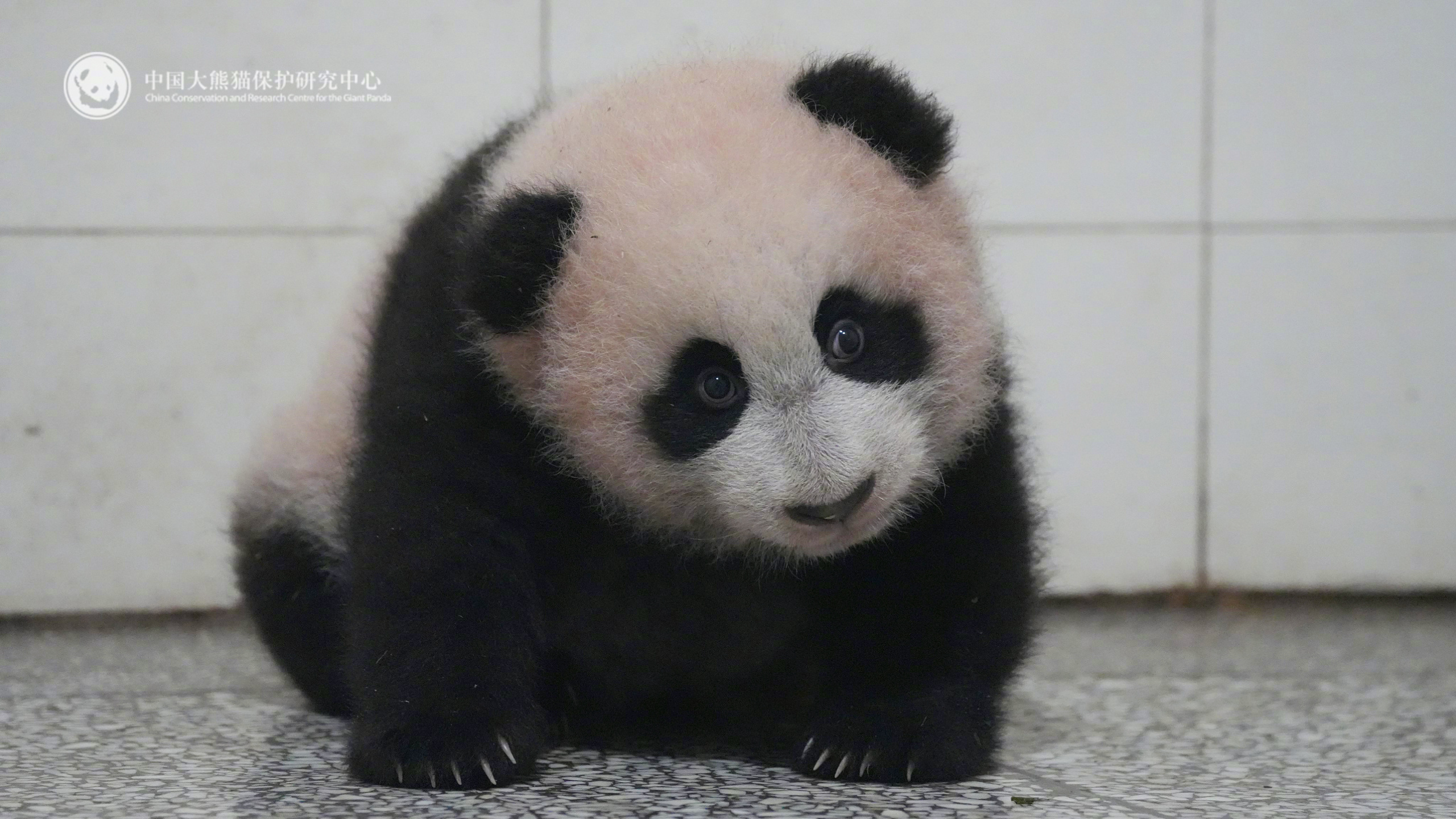 【！】小脑袋微微倾斜，圆溜溜的眼睛还带着点懵懂，“苏珊崽”在时光里慢慢成长中！（