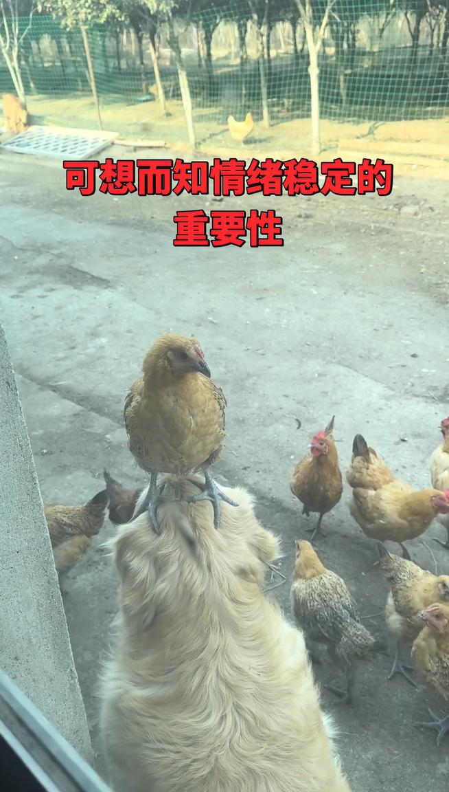 论情绪稳定的重要性[抠鼻][抠鼻]