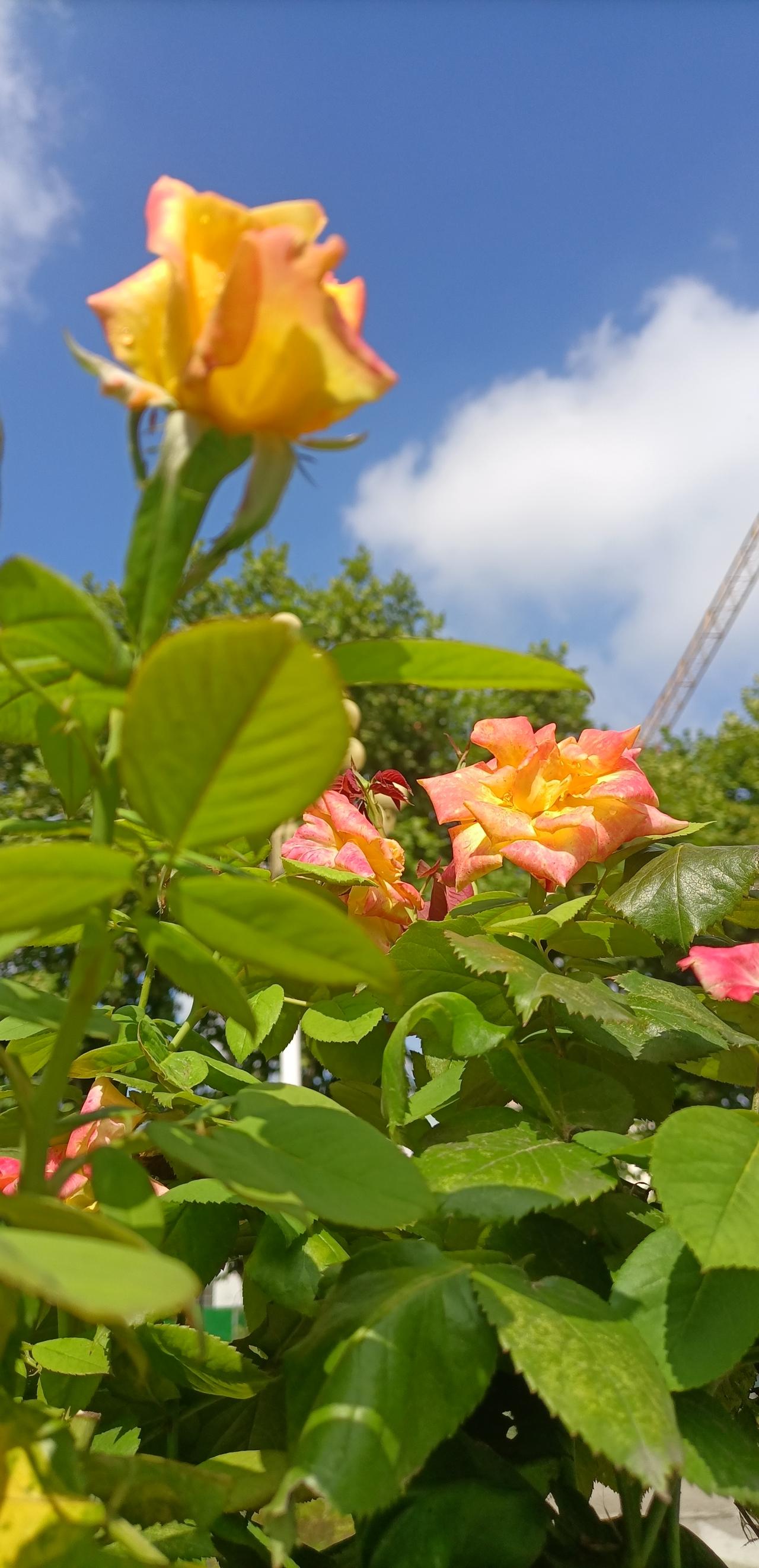 【夏之韵·善待身边每一个平凡瞬间】夏日生活打卡季
花开花落是自然界植物生命进程中