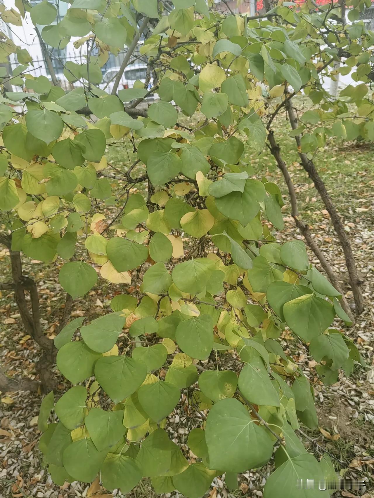 浅浅，青青，黄黄，辍辍，豫豫，愰愰，天地怎可长久，我自贺兰当歌。