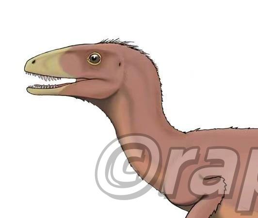 画个古生物：中国华诞龙 
上个月接了个小活儿，画几种发现于中国的中华鸟龙科（原美