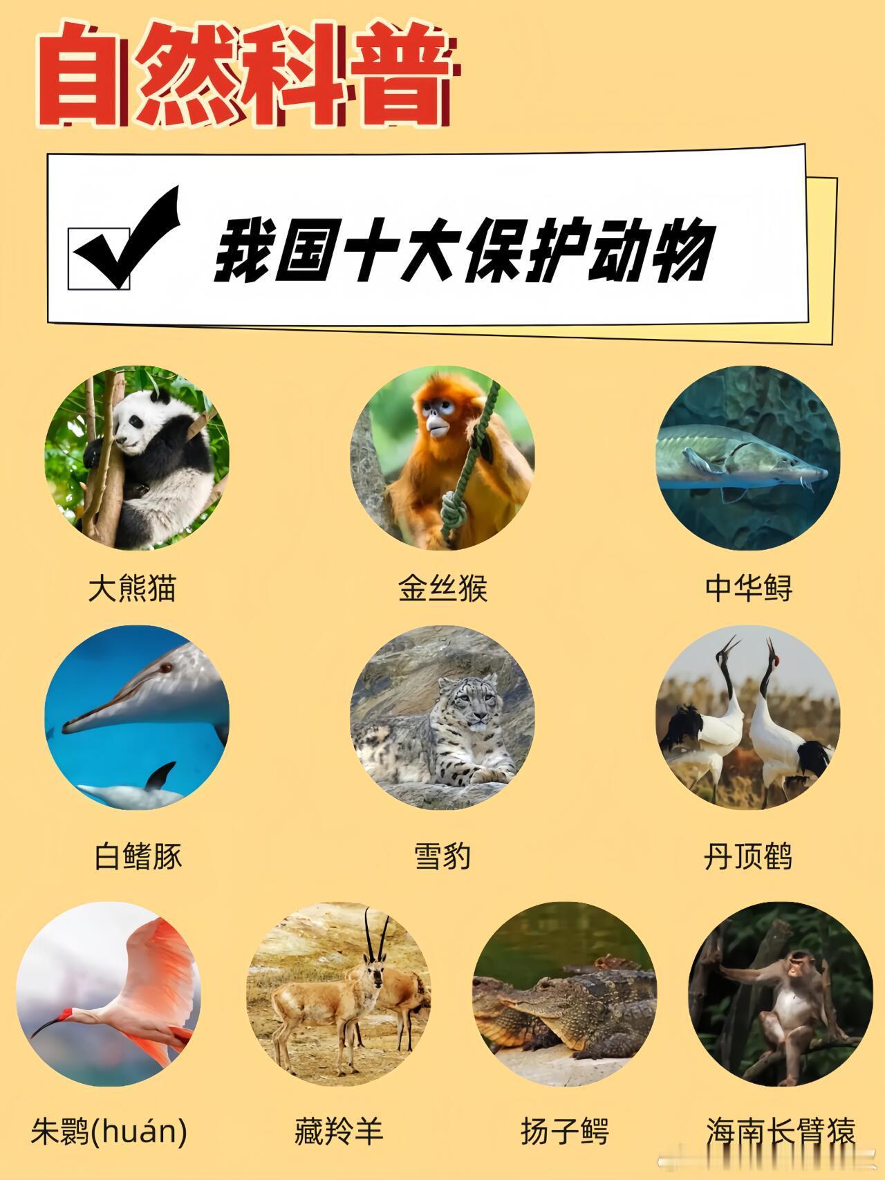 我国的十大保护动物我国十大保护动物包括大熊猫、金丝猴、中华鲟、白鳍豚、雪豹、丹顶