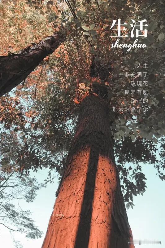  先做好自己，再选择生活。婚姻从不是人生的终点，而是另一段旅程的开始。不被世俗裹