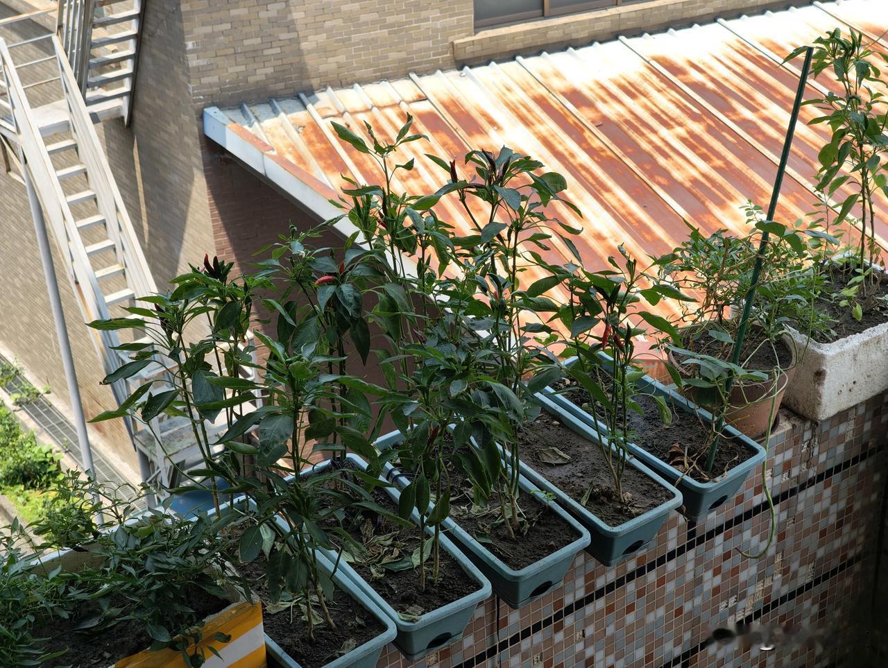 夏日生活打卡季租房邻居种的朝天椒，小小的枝杆竟然结出了红红的小米椒。