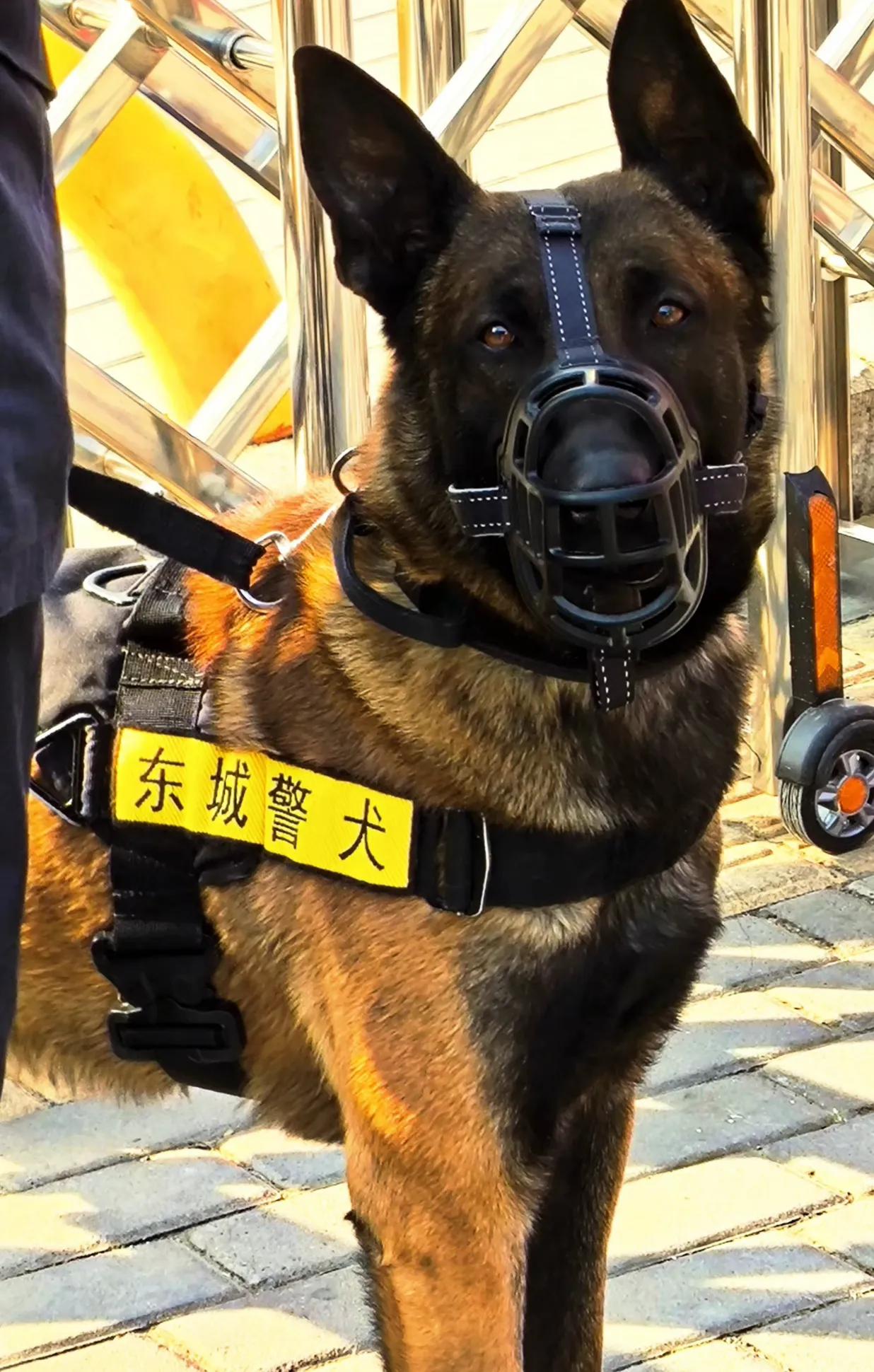 站在寒风中训犬员身旁的警犬，眼神里竟然充满了温柔
作为警用犬，德牧在我心目中的形