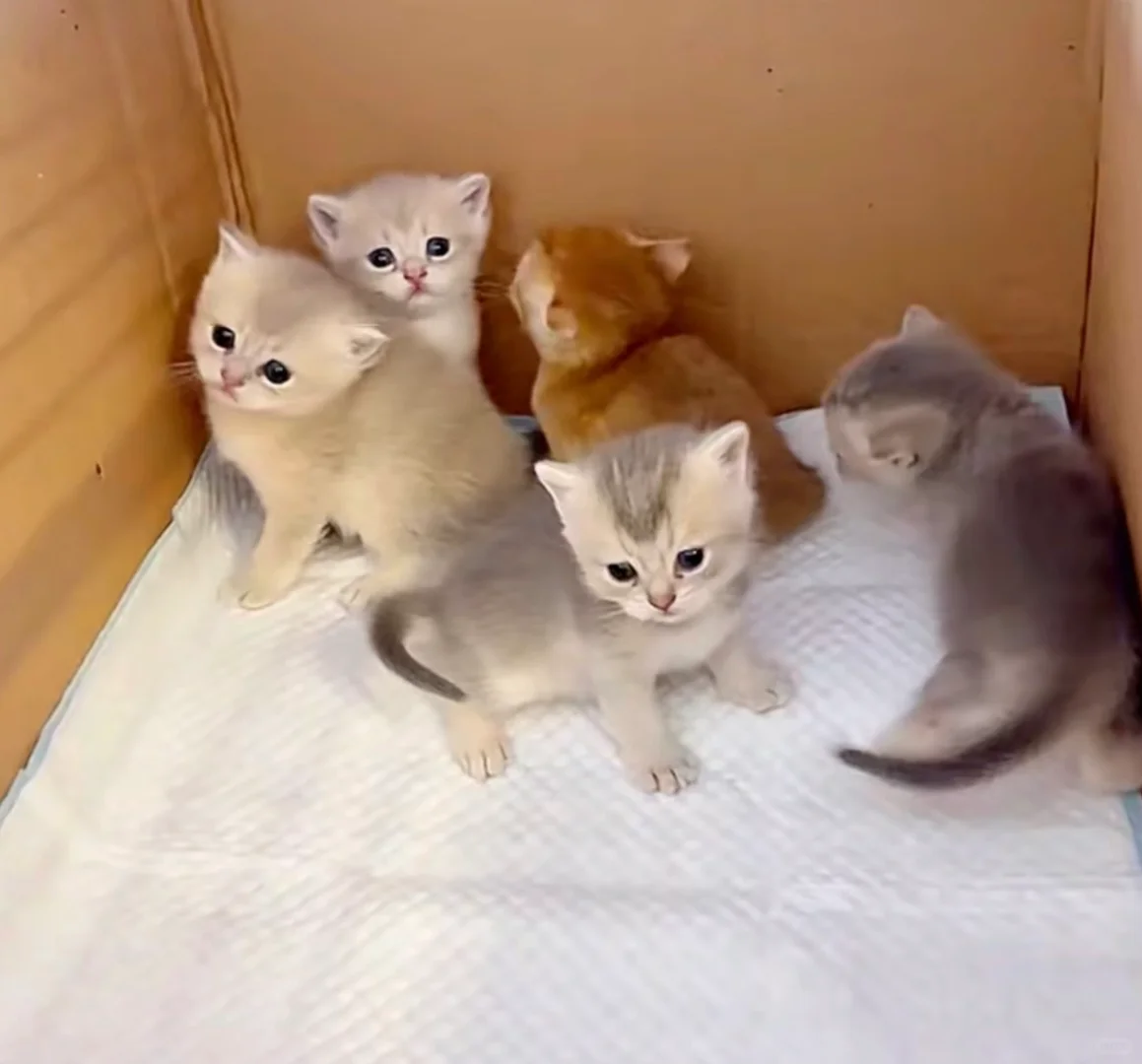 🇭🇰HK買貓💛一窩藍金金影BB～價錢合適