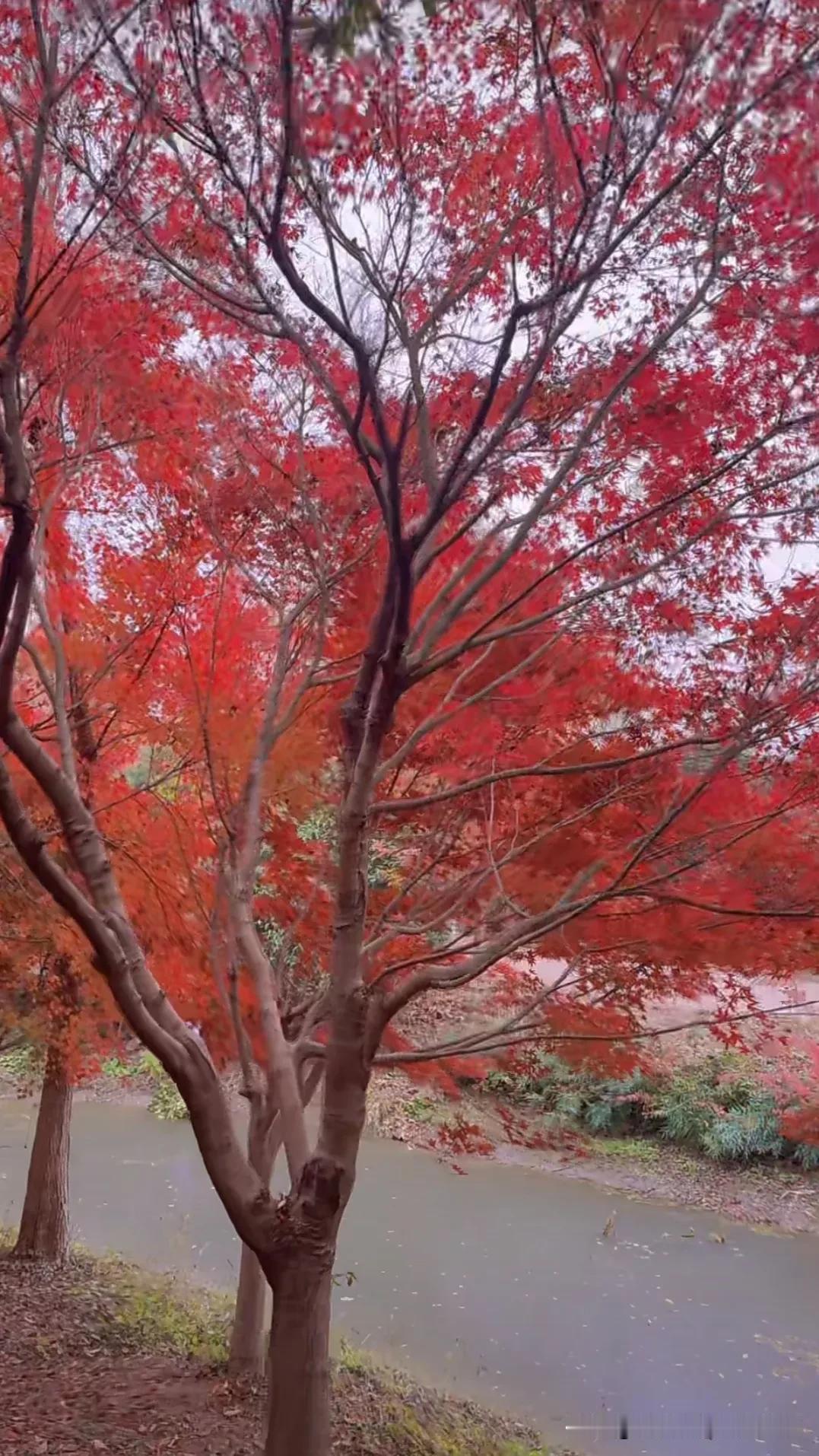 枫叶红了，冬天的诗意正浓。🍁🍂🍂红叶。乌桕 看着鲜红的枫叶 枫树下的浪漫 