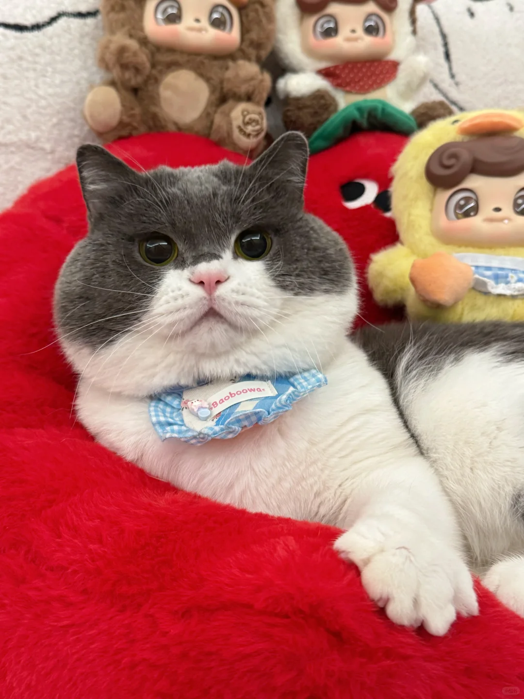 人，猪想亲亲你可以吗