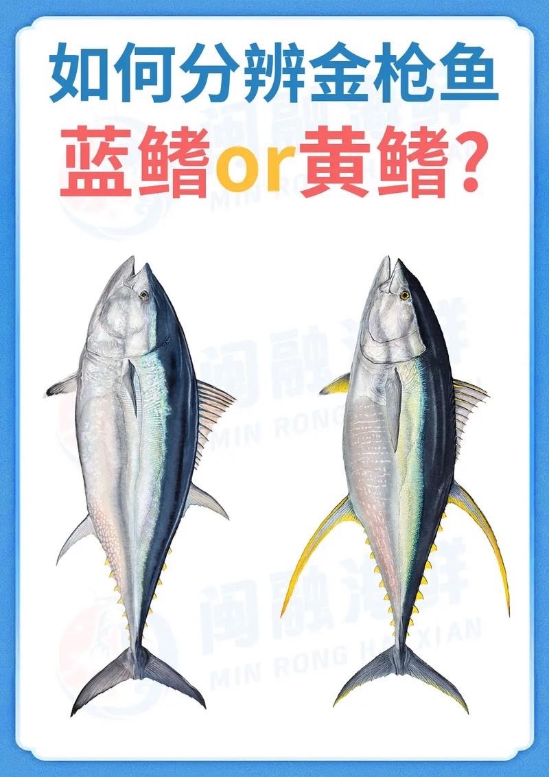 公司团建老板花20万拍下金枪鱼王重金拍下巨型金枪鱼用来团建，不少人觉得老板在借机