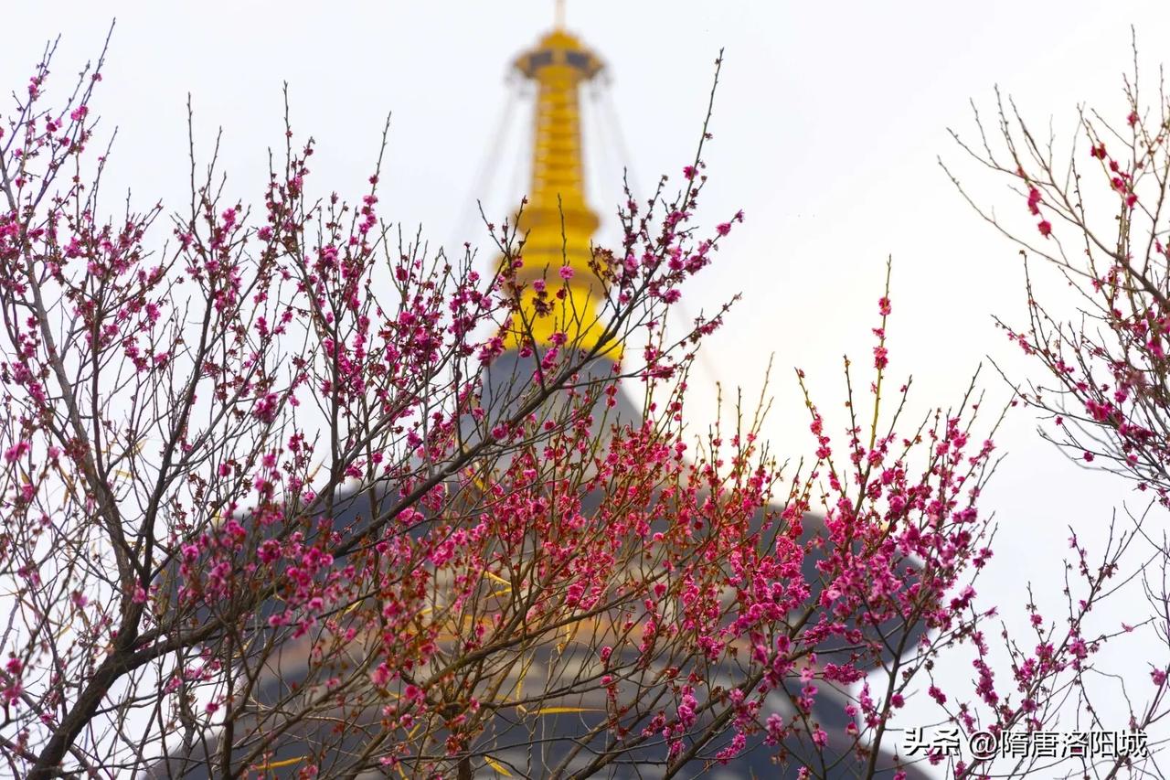 梅花未谢，结香正浓，快来赏花吧！