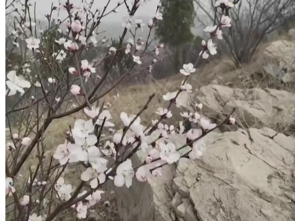 捣练子·野桃花
残壁畔，一枝新，
雨虐风欺不避人。
兀自含香含笑立，
痴心暗待有