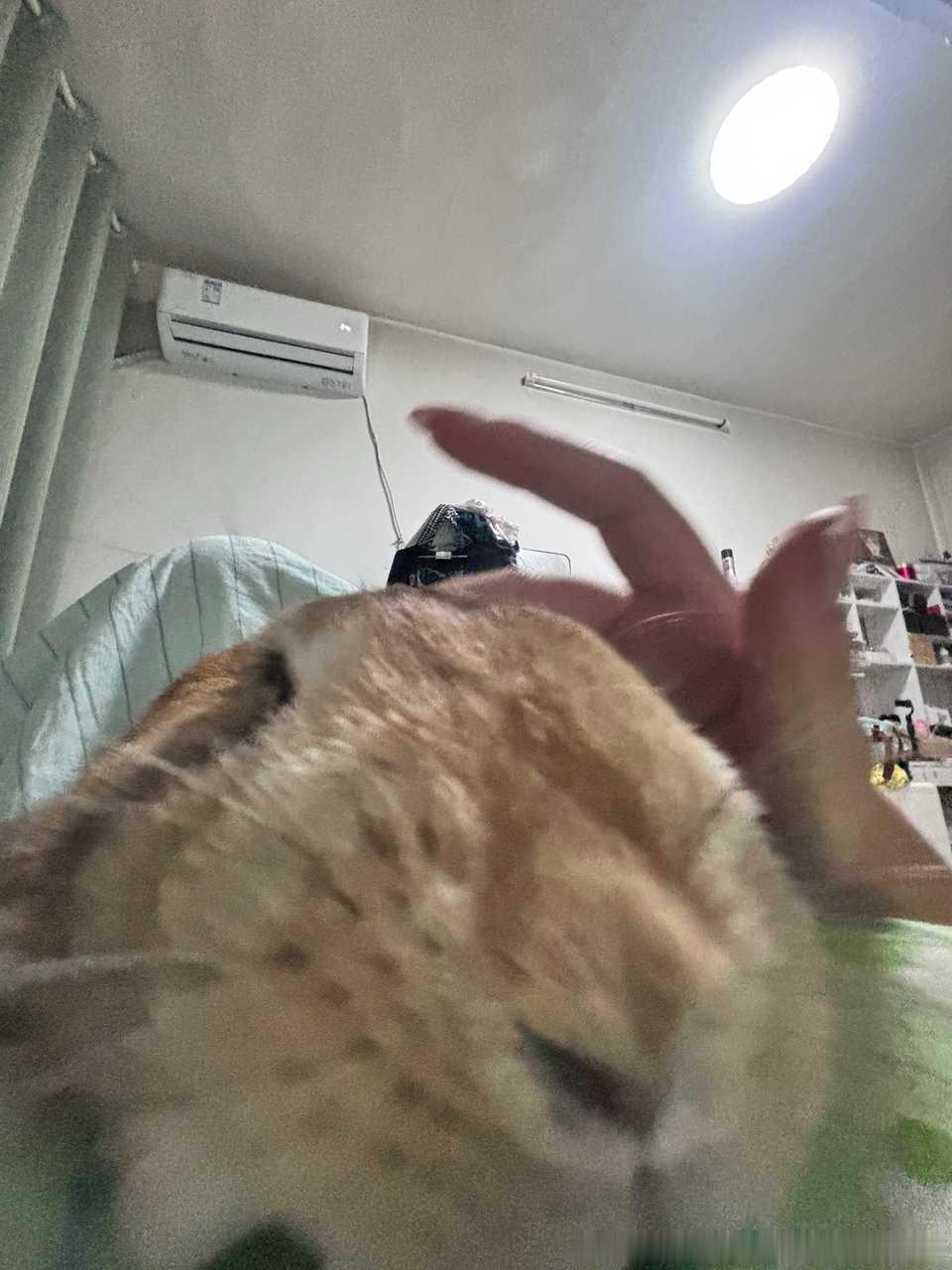 14265🐇【】有点像老鼠 