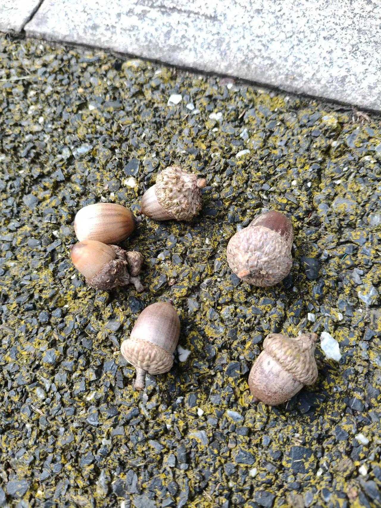 这是什么山货？70后农村人或许还有印象，80后可能有点悬！我们这里叫白栗果。