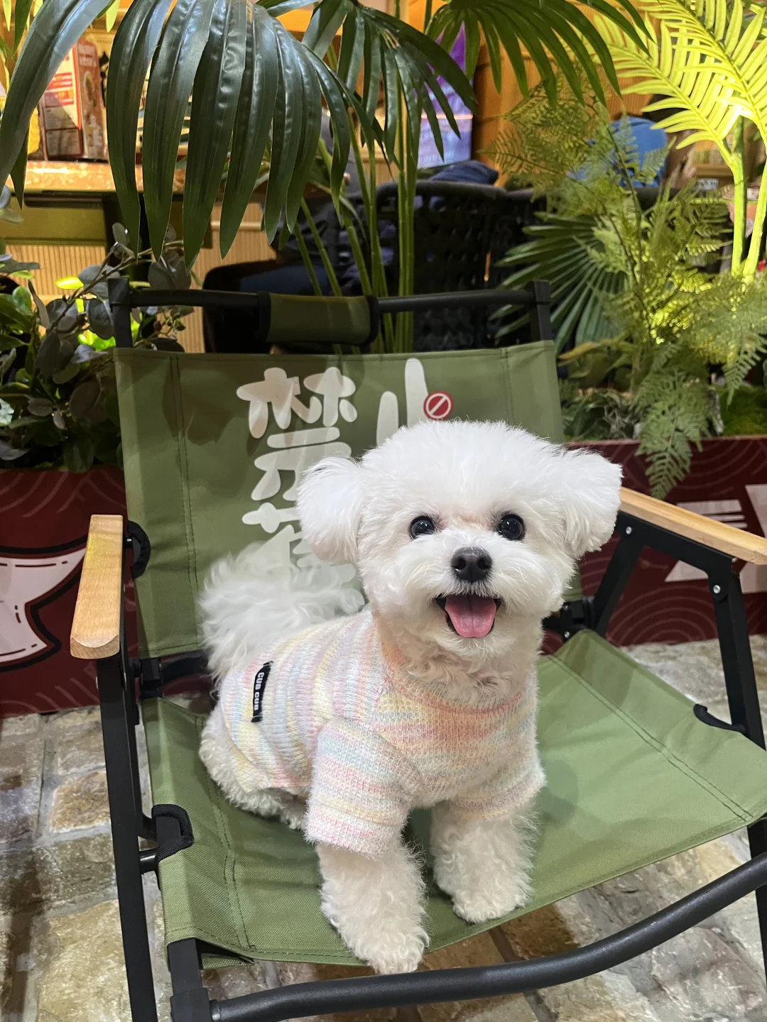 🎶禁止蕉绿