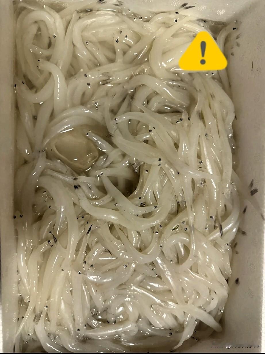 朋友说寄来一箱鱼，
第一次见这种鱼，
怎么吃啊！！！
有吃过的朋友吗？评论区里推