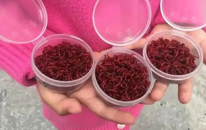 捞虫子一碗狂赚上万却被禁，张某不信邪，顶风作案，从河道掏出154斤红虫，结果赔偿