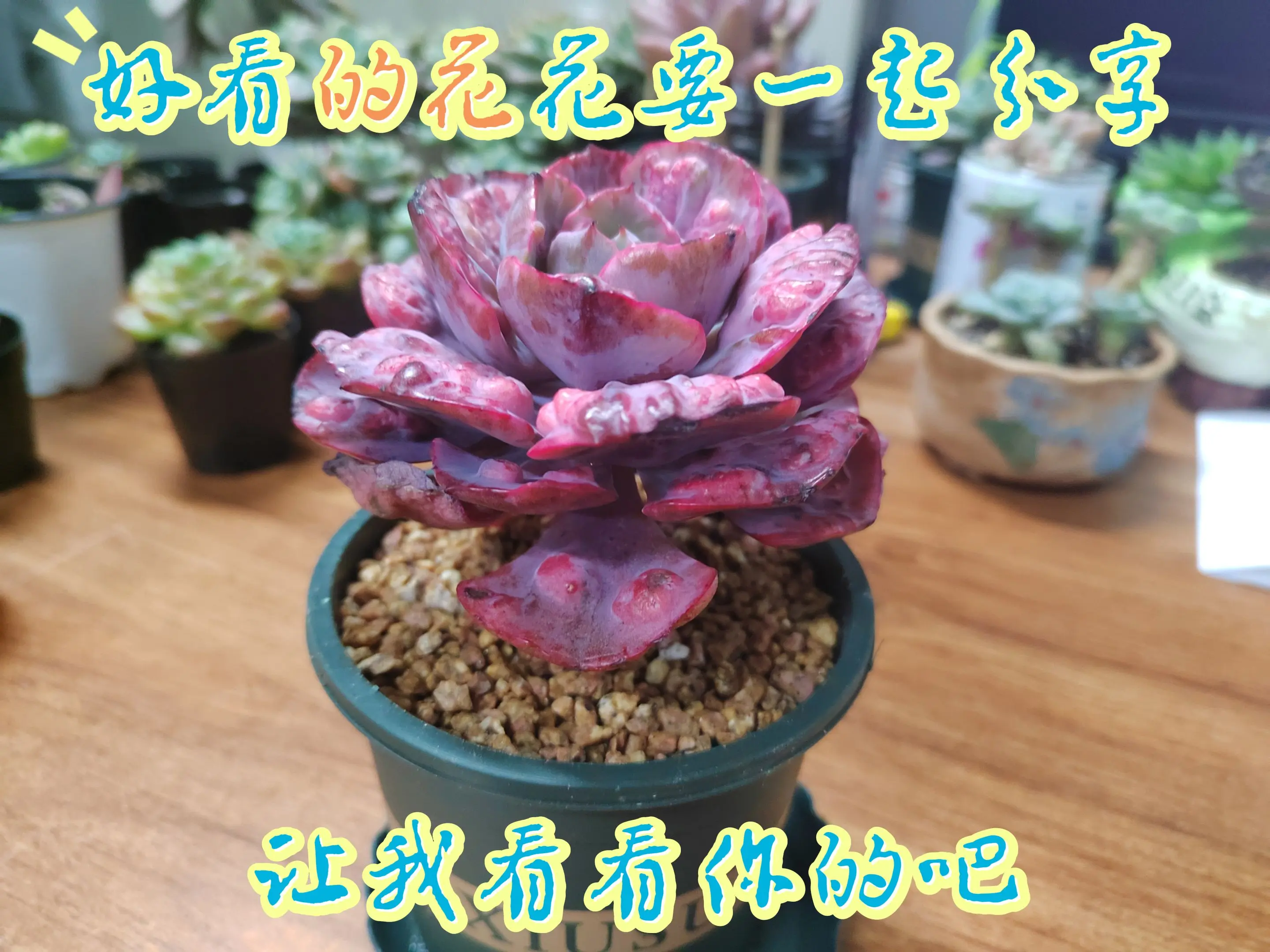 等等……，留下你的心头肉再走！