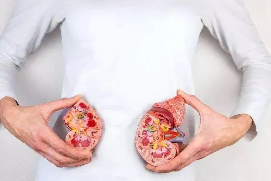 小心！这4种行为很伤肾，但不少人都在做！肾脏是人体非常重要的器官之一，需要我们认