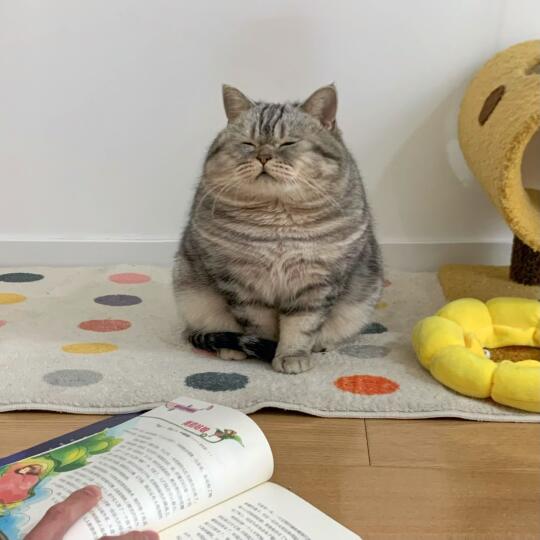 男朋友喝多 非要拉着我家猫给它讲睡前故事