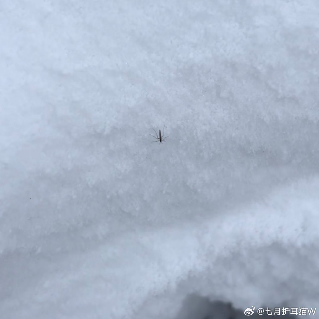 男子在海拔4700米雪山发现了活蚊子这蚊子吸我血我也认了，4700米雪山上的蚊子