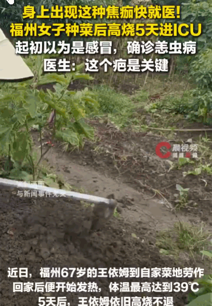 万万没想到！福州，一67岁阿姨去自家菜地干了趟活，回来后高烧39℃，咳嗽咽痛，家