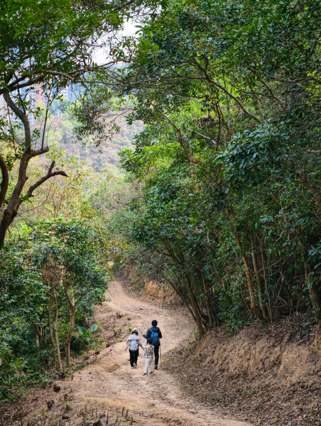罗湖版五园连通，城市绿廊徒步🌳
