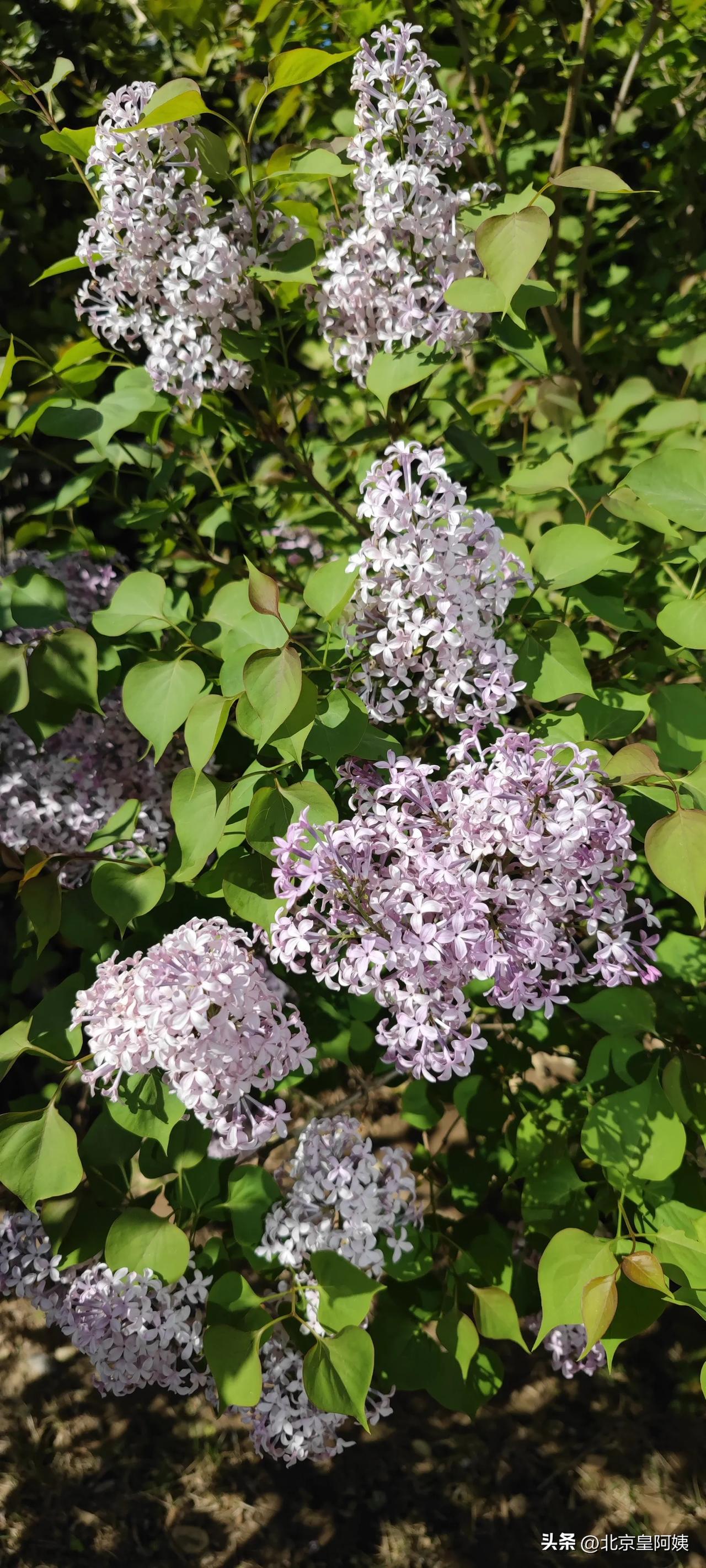今天无意中看到 院子里有几棵丁香花。立即勾起了我几十年前的记忆。

我出生在大会