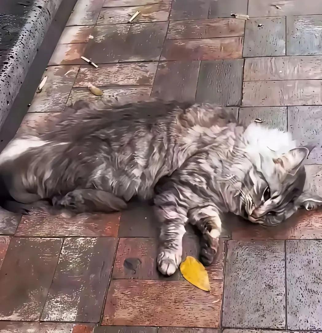 一只流浪猫来到一处卖卤菜的摊位前，它看到有人递过去一张纸就能换来卤肉，猫咪转身离