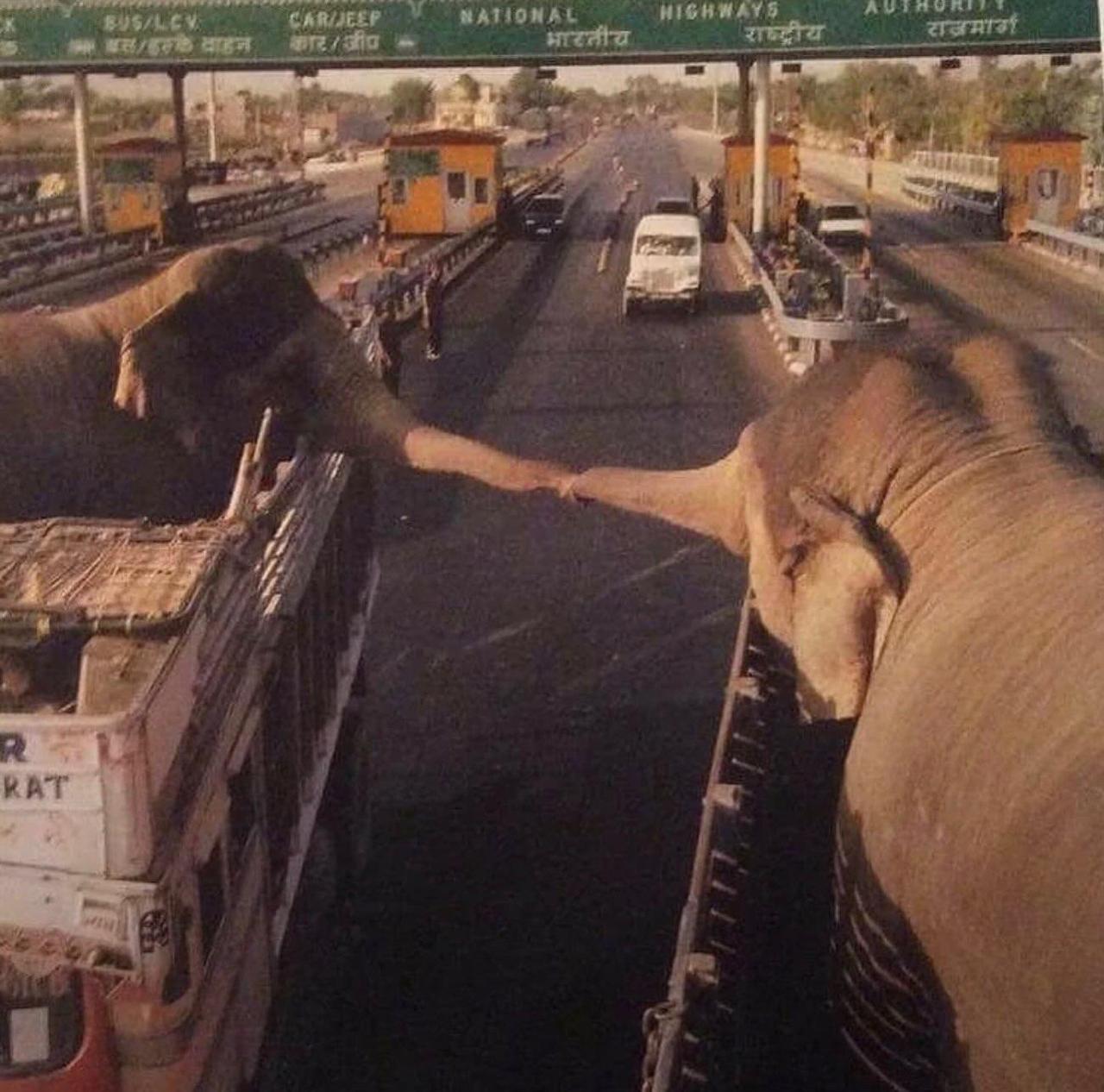 印度的一条公路上，两辆载着大象的卡车并排等灯，两头被圈养的大象从车厢里伸出鼻子，