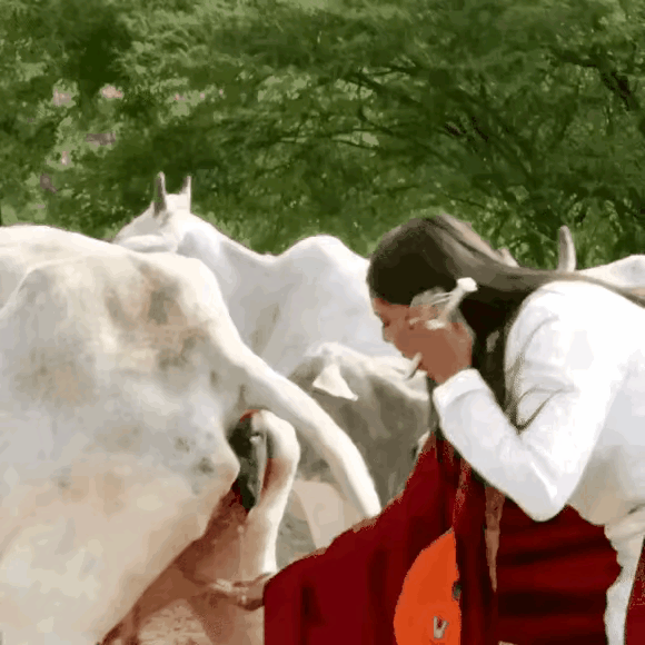 印度街头这一幕真的刷新认知，
女子直接接牛尿饮用，
还涂抹全身，看着让人难以接受