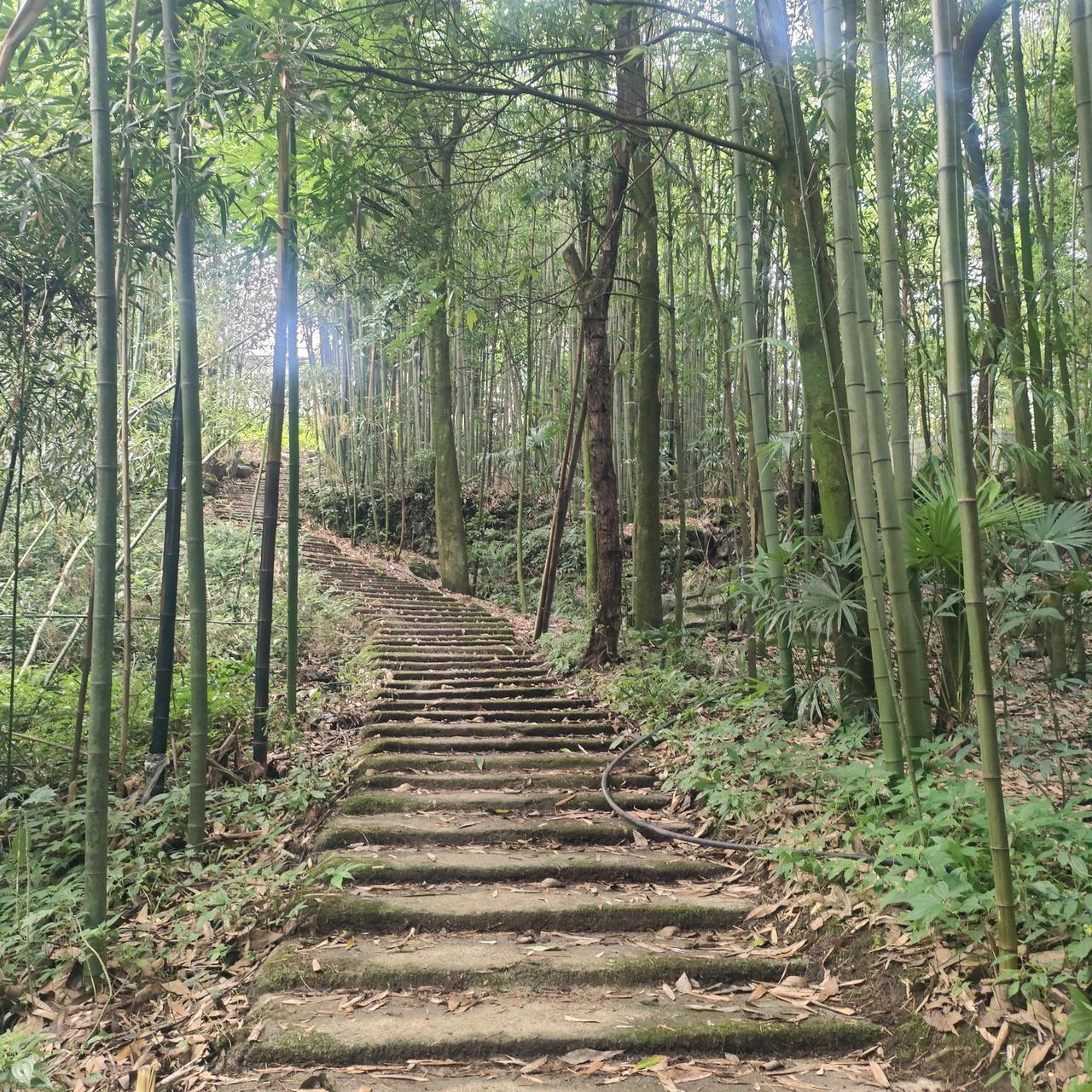 夏日生活打卡季桐梓九坝镇的大令坝有一片竹林，这里有古桥古道，环境清幽，你知道吗？