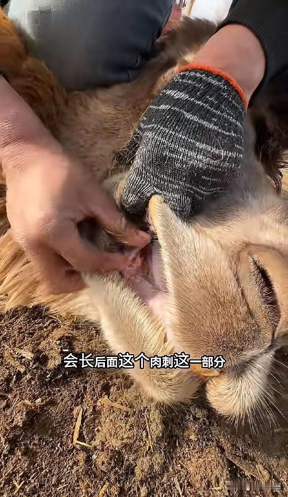 什么食物对骆驼的伤害最大？真没有想到，原来竟然是小麦秸，这东西不仅没有多少营养价