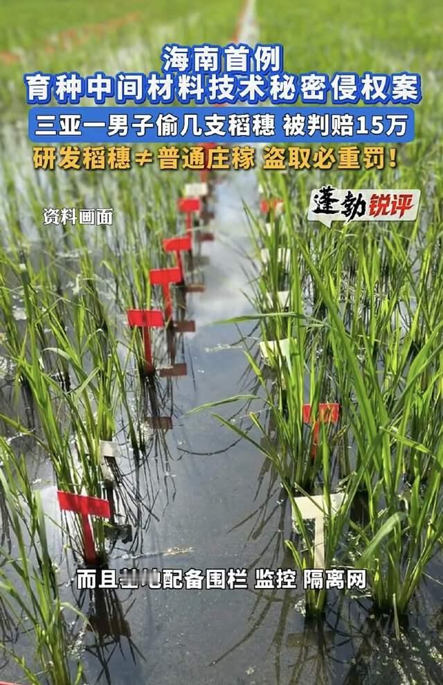 海南三亚，男子王某看到培育基地的水稻长得好，跳进田里摘了几枝稻穗，没想到基地以被