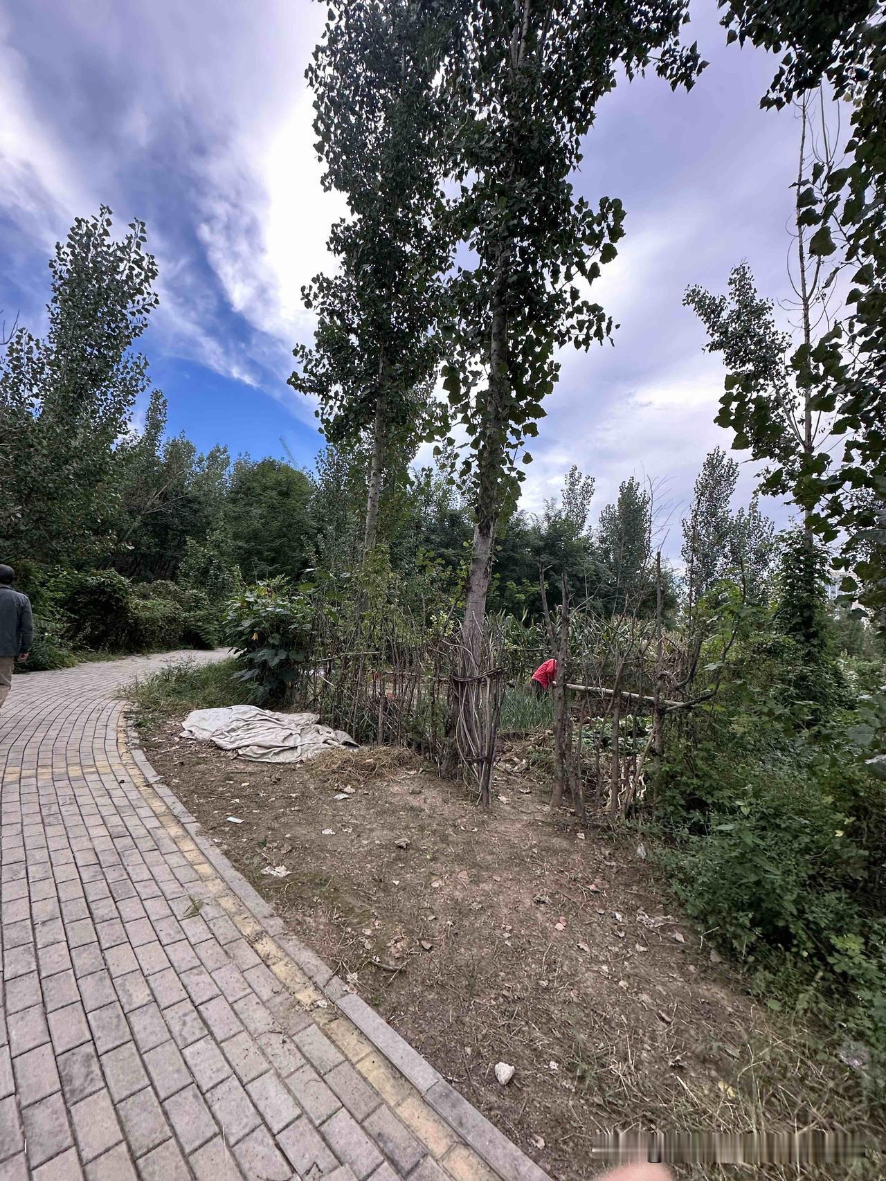 今天在小池塘边遛弯，发现那地方被人们开荒都种上菜了。

大多数都是老年人，老俩口