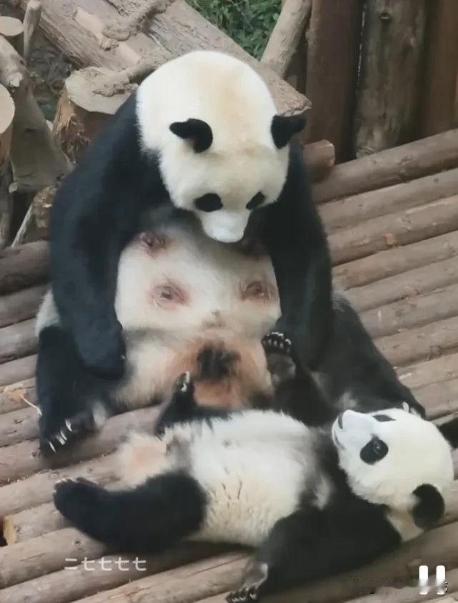 母爱真伟大，就算带孩子再累再辛苦，妈妈都会护着孩子，就算孩子再调皮再难带，妈妈还